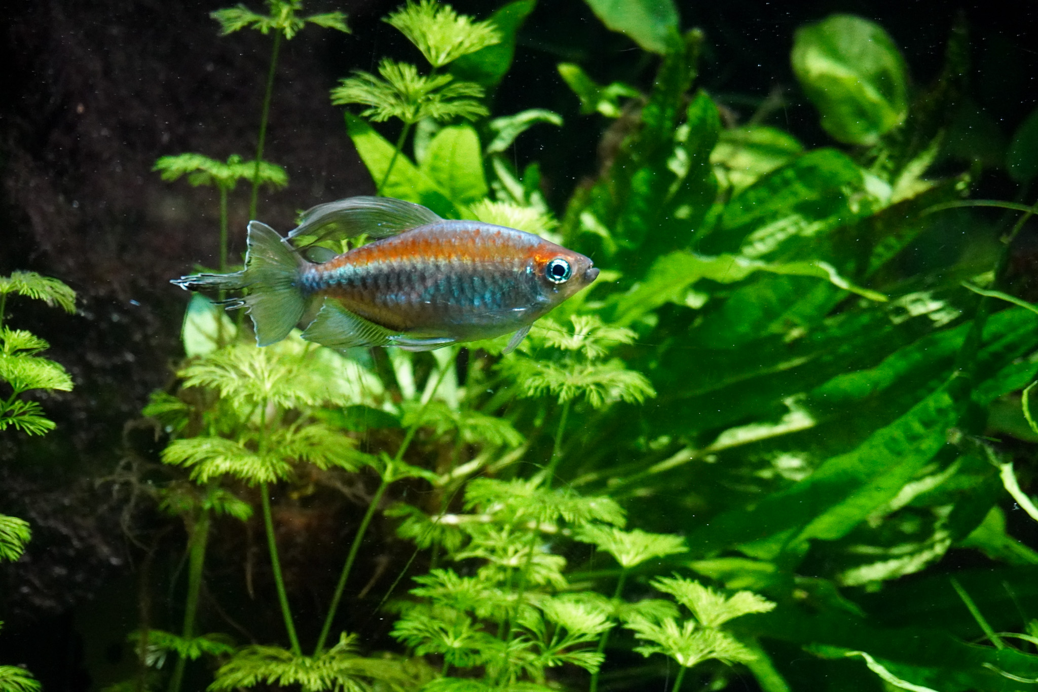 Fisch