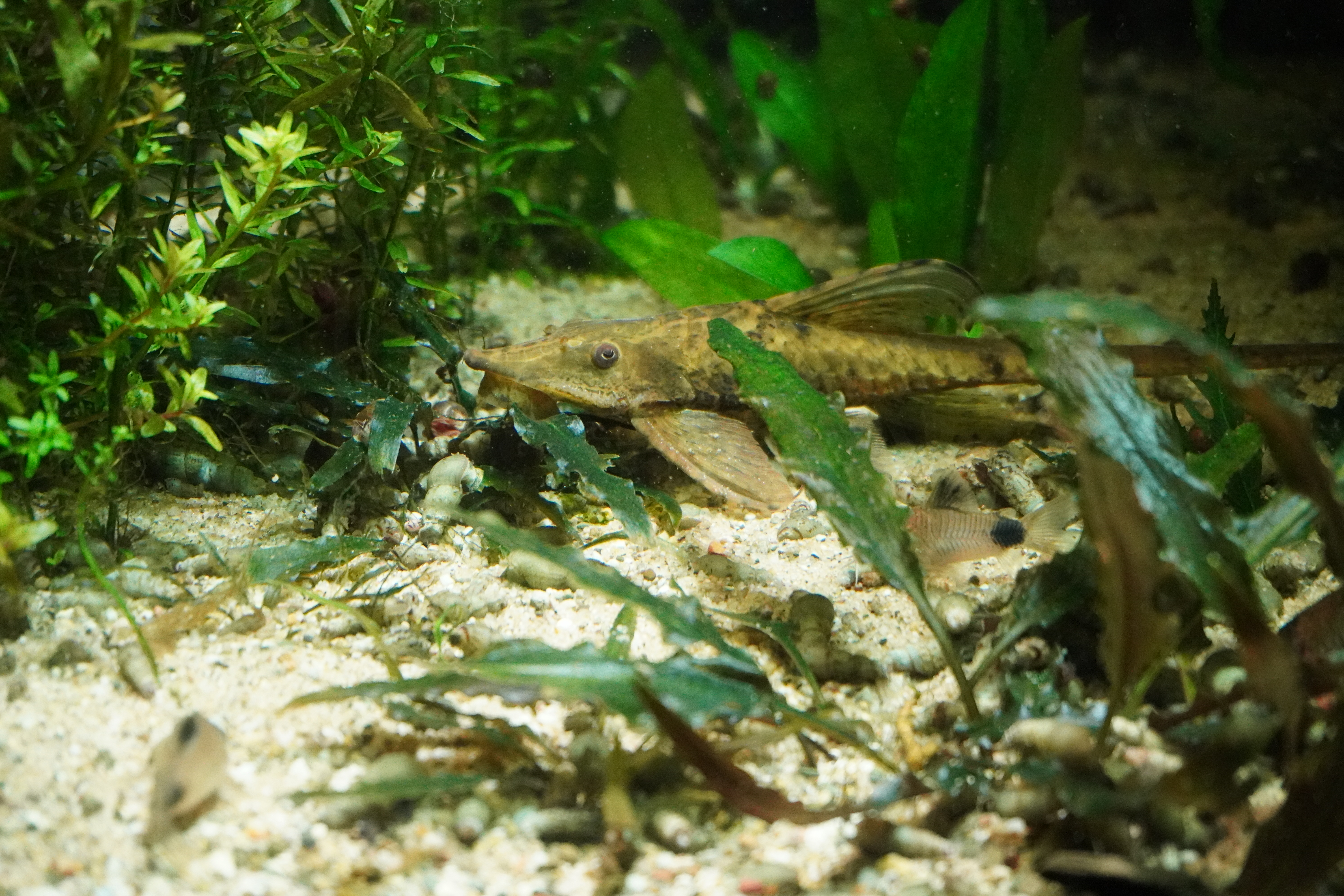 Putzfisch