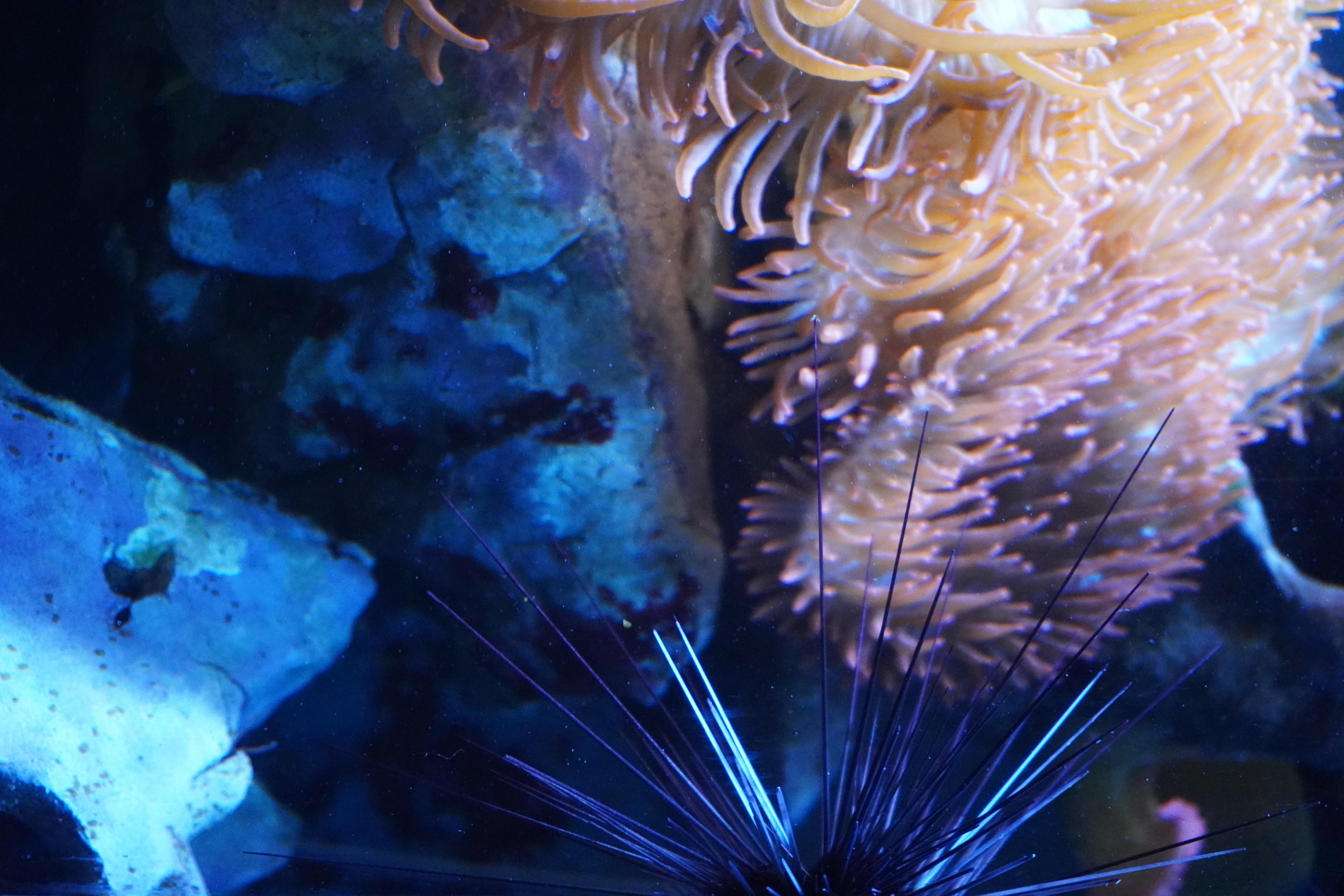 Seeigel